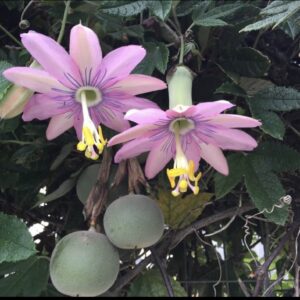 Planta de pasiflora Rosada, 10 A 15CM