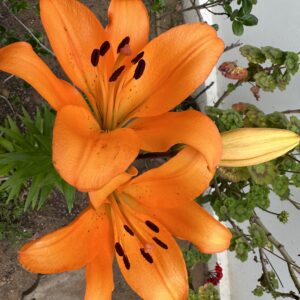 Lilium naranjo