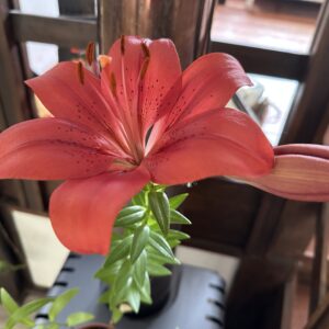 Lilium Rojo Pálido