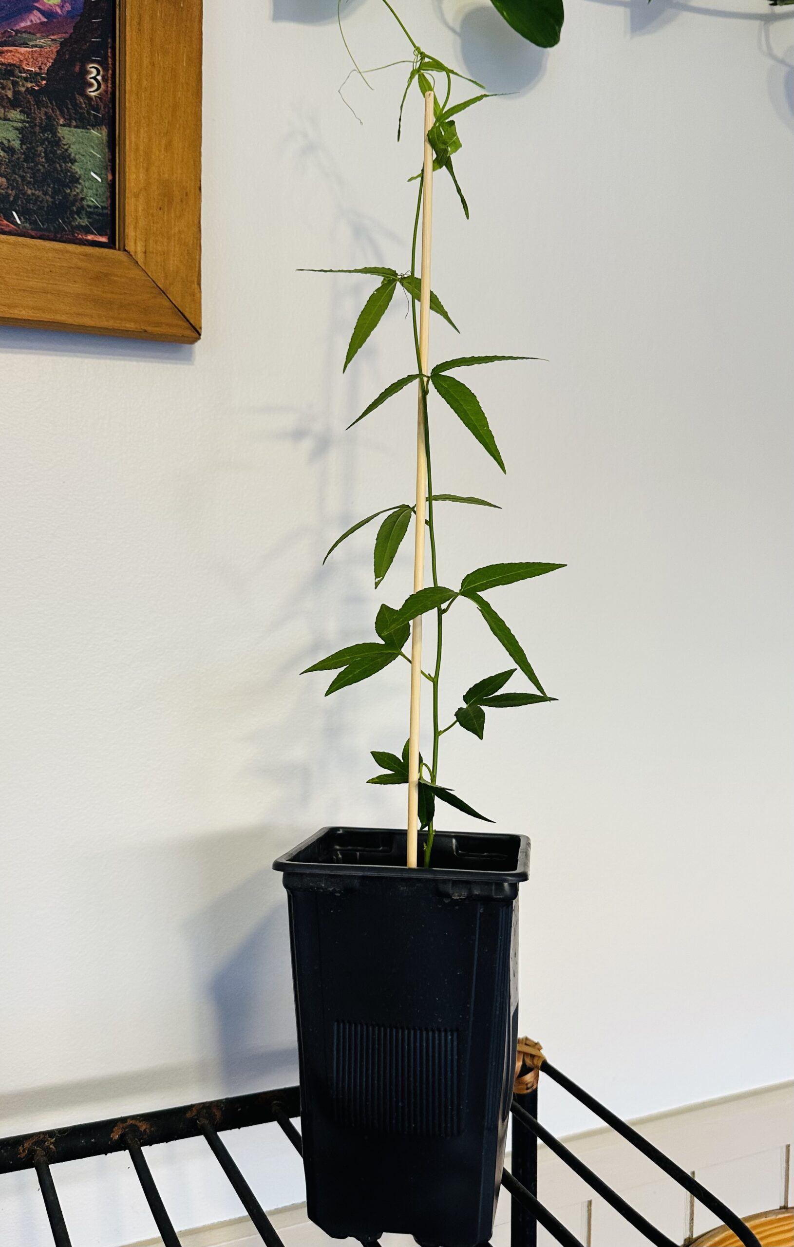 Planta de Passiflora Rosa Tamaño Grande XL - Imagen 3