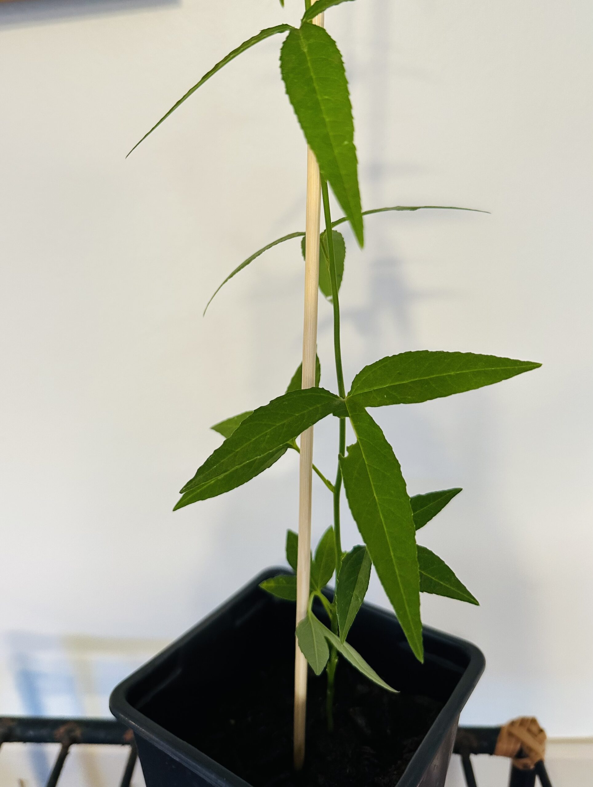 Planta de Passiflora Rosa Tamaño Grande XL - Imagen 4