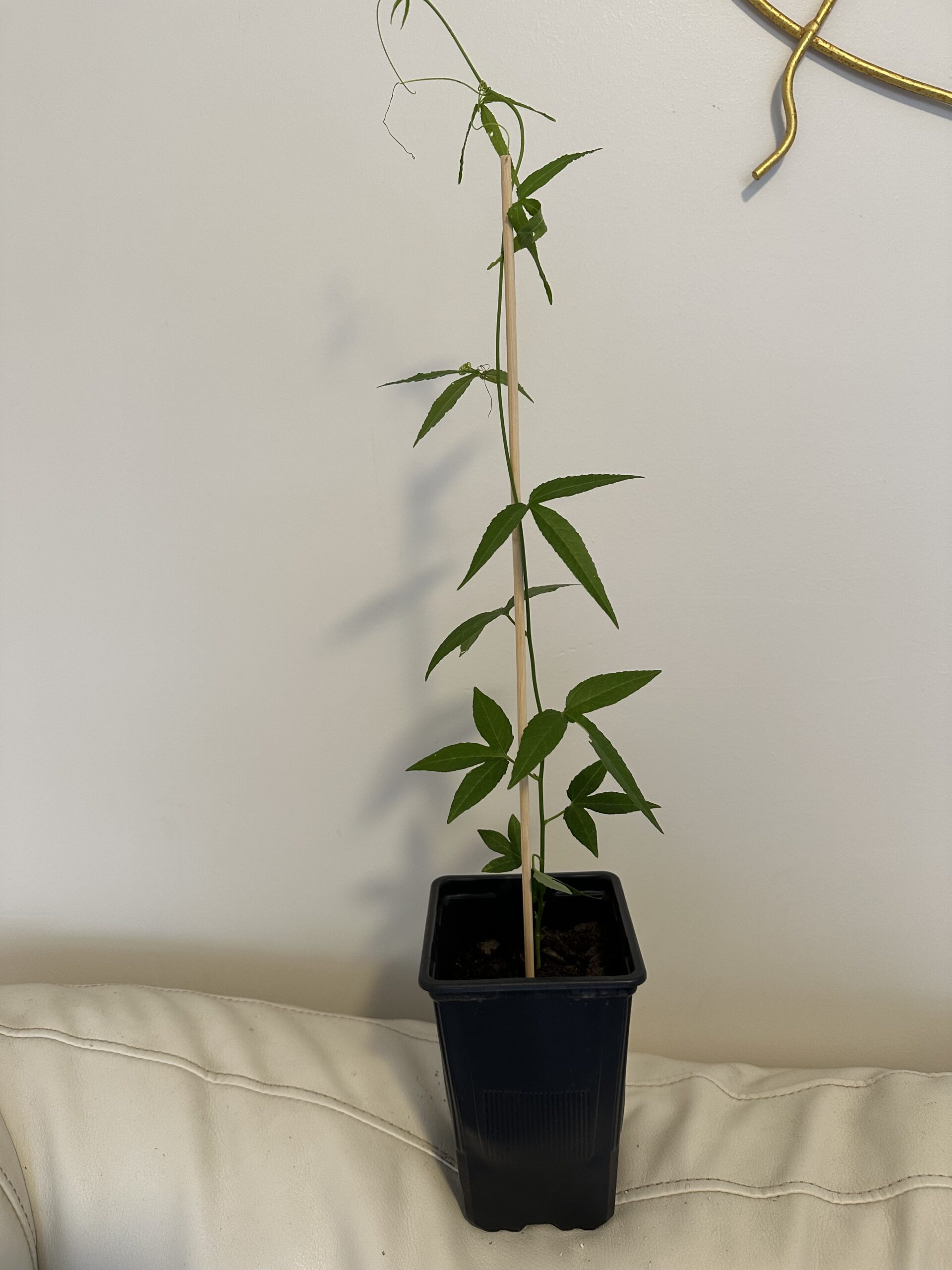 Planta de Passiflora Rosa Tamaño Grande XL - Imagen 5