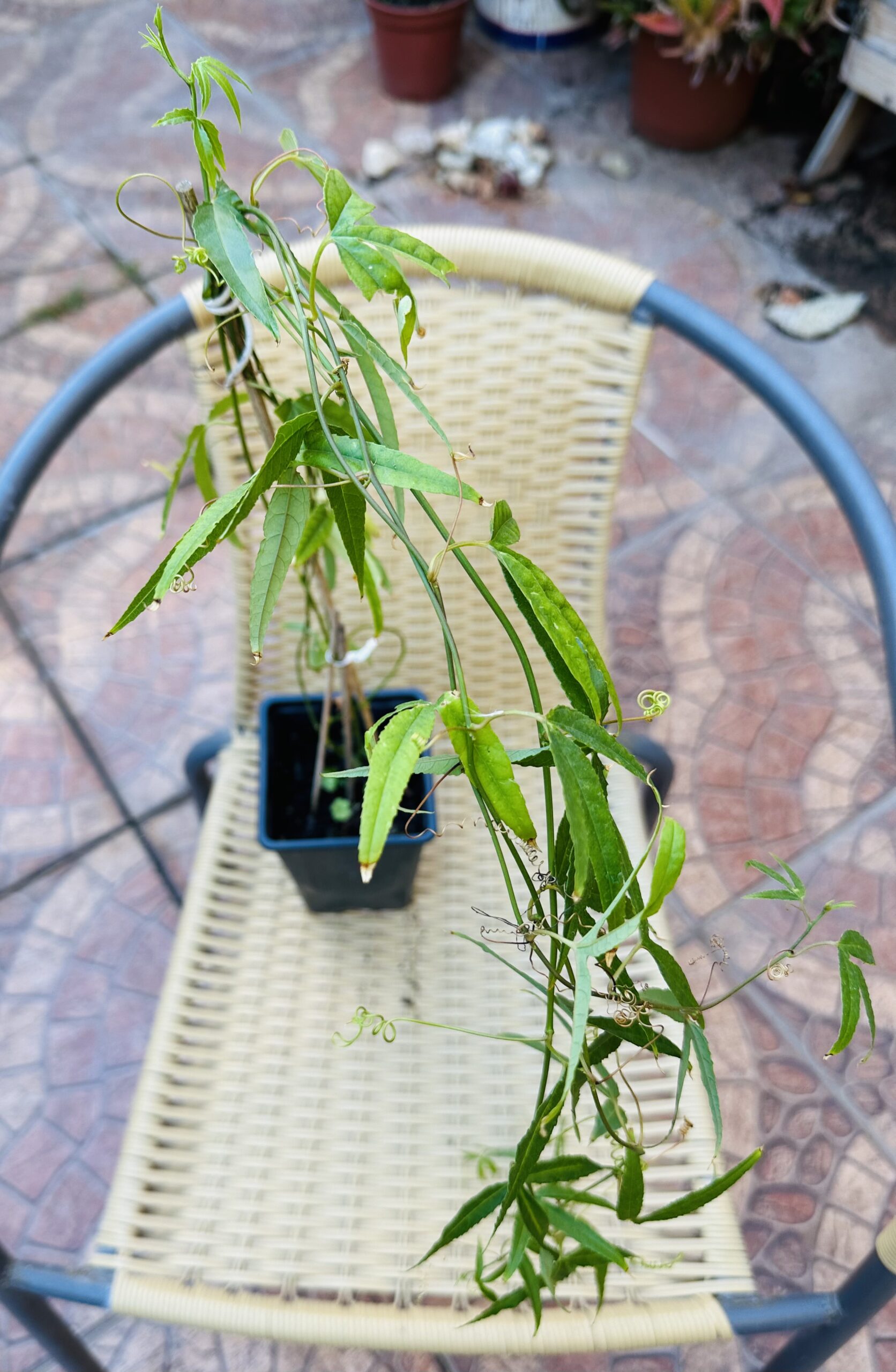 Planta de Passiflora Rosa Tamaño Grande XL - Imagen 6