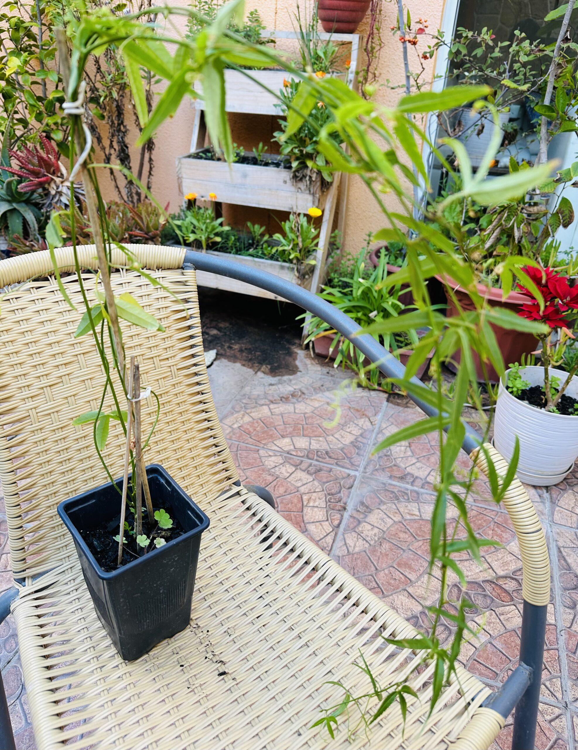 Planta de Passiflora Rosa Tamaño Grande XL - Imagen 7