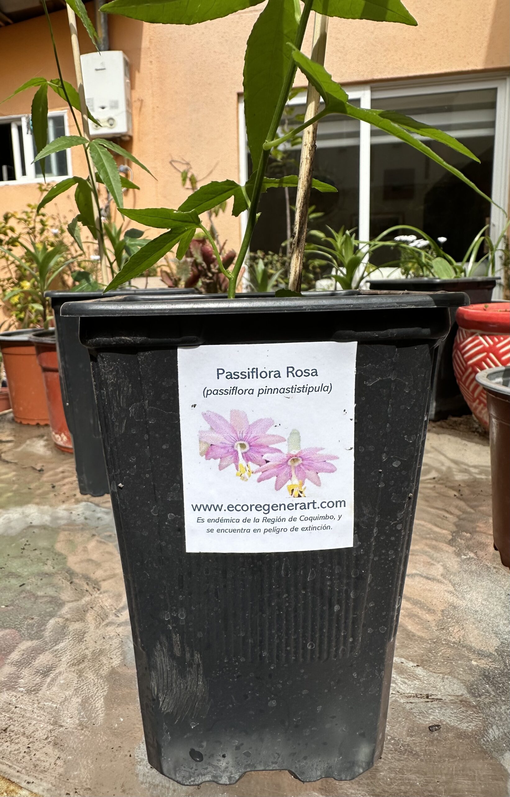 Planta de Passiflora Rosa, Tamaño intermedio M - Imagen 3
