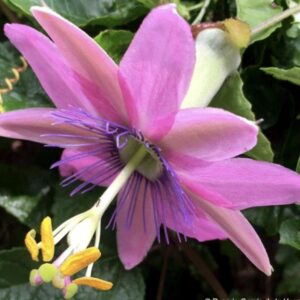 Passiflora